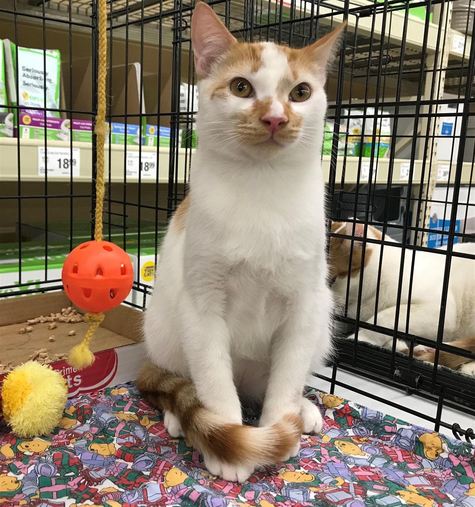 adoptable Cat in Columbia, SC named Sheeran