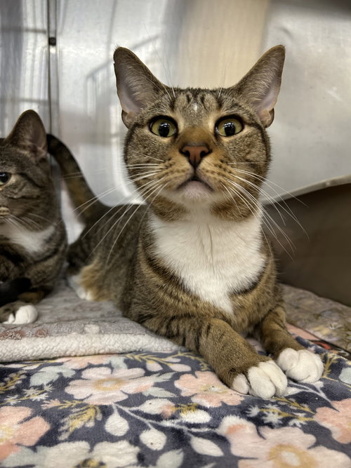 Ike, an adoptable Domestic Short Hair in Columbia, SC