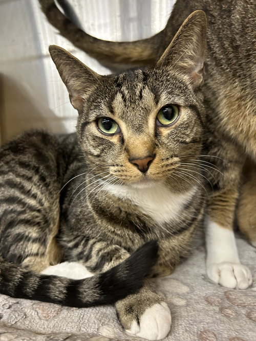 Ian, an adoptable Domestic Short Hair in Columbia, SC