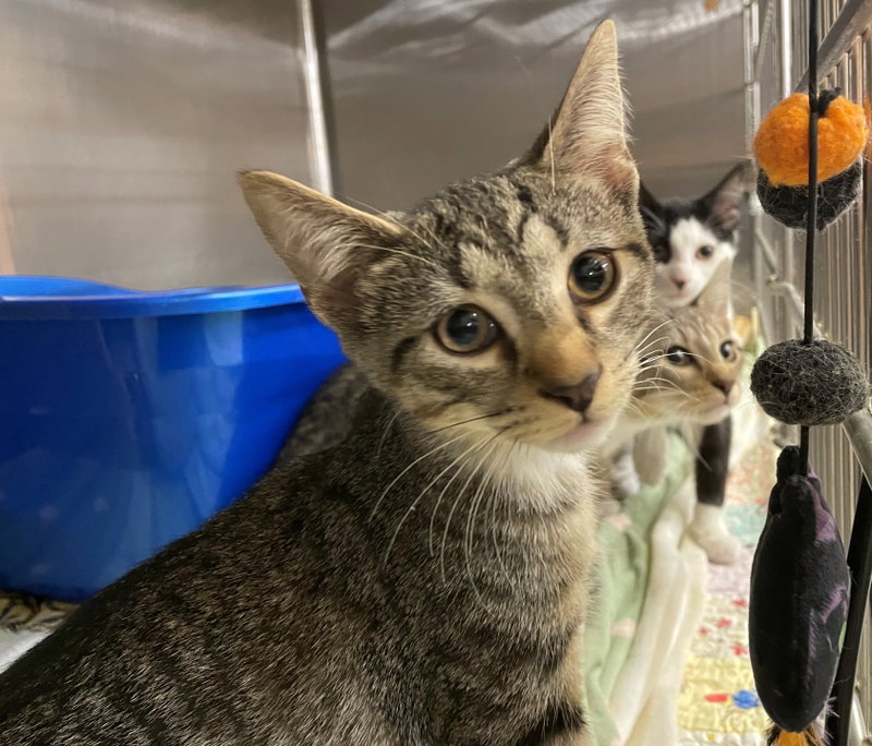 Ian, an adoptable Domestic Short Hair / Tabby / Mixed (short coat)