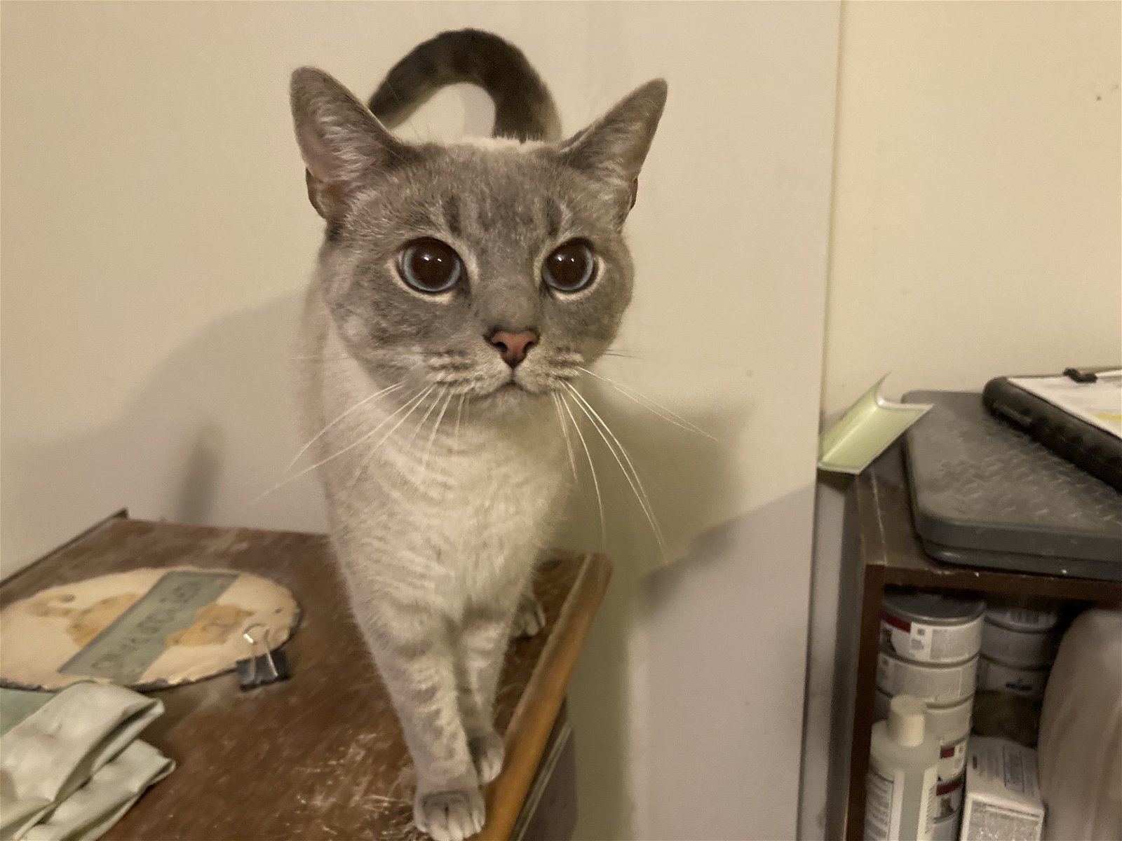 adoptable Cat in Columbia, SC named Kieri