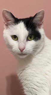 adoptable Cat in Columbia, SC named Tulip