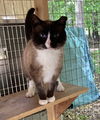 adoptable Cat in , SC named Mando