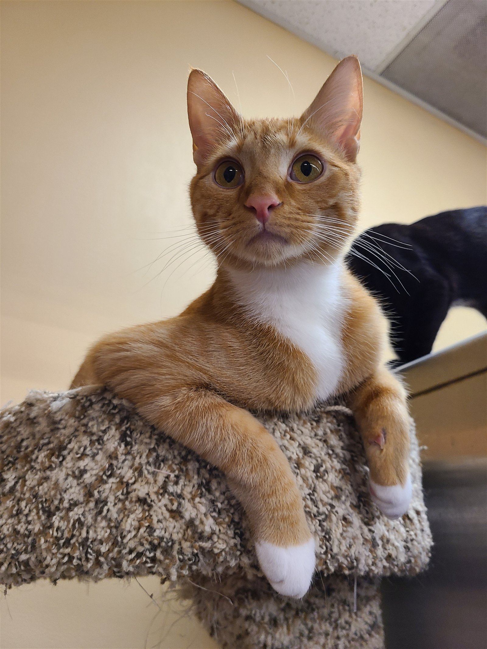 adoptable Cat in Columbia, SC named Ashton