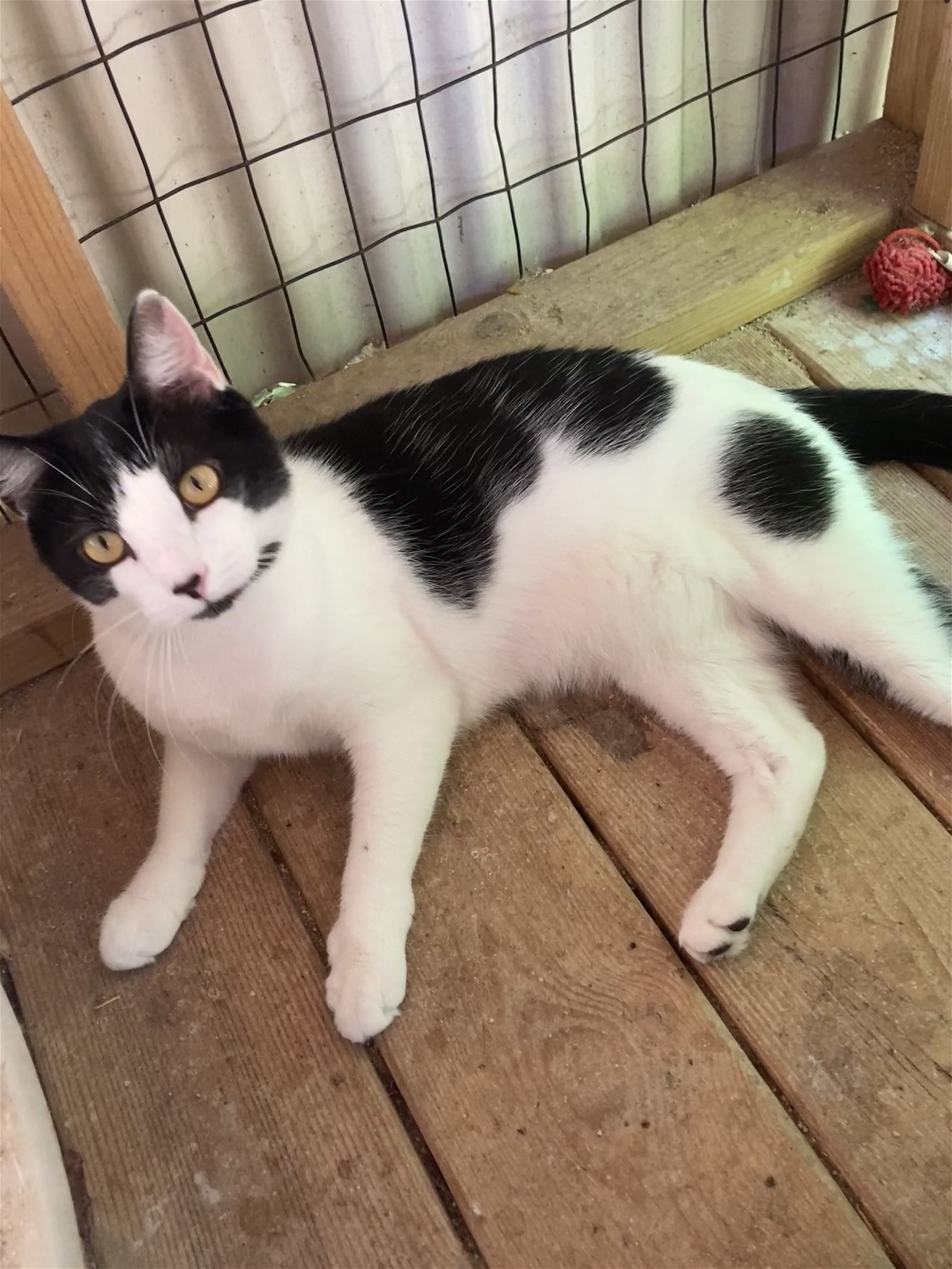 adoptable Cat in Columbia, SC named Radley