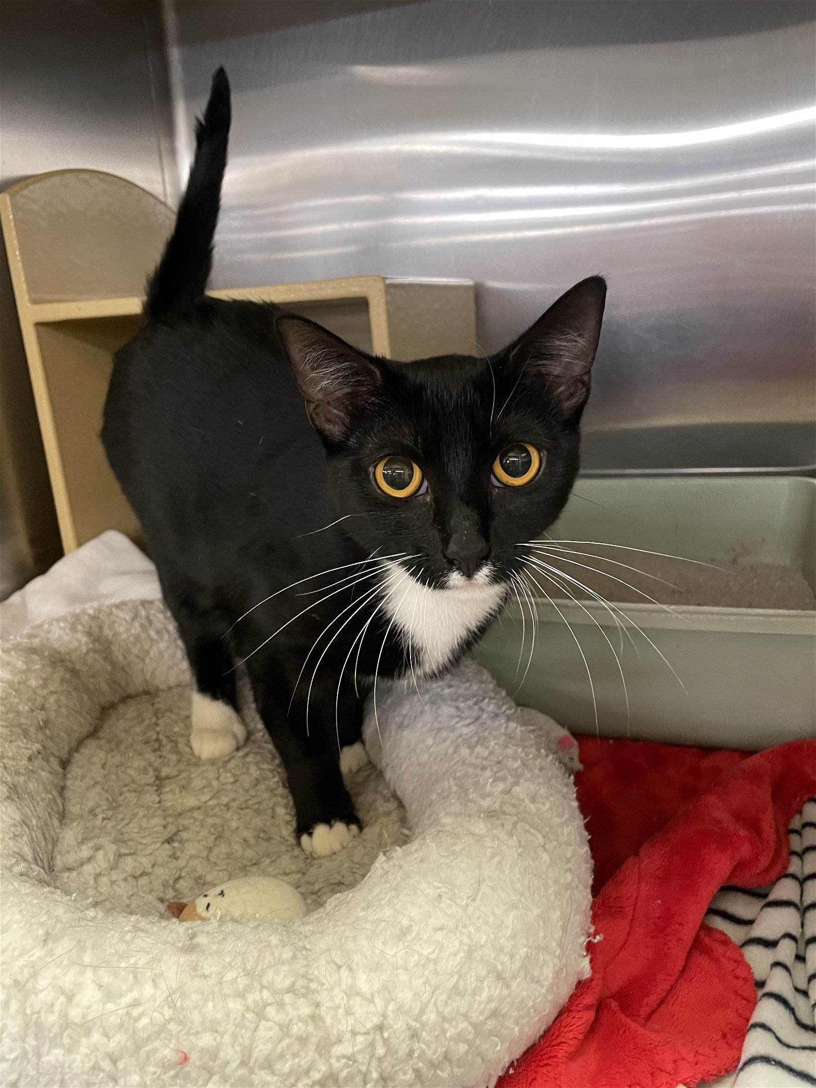 adoptable Cat in Columbia, SC named Wynter