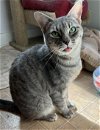 adoptable Cat in columbia, SC named Mame