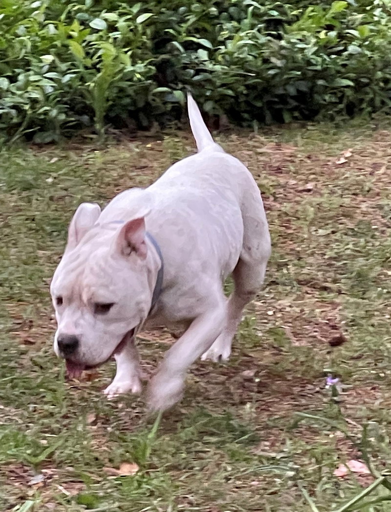Gunther, an adoptable American Bulldog / American Pit Bull Terrier (short coat)