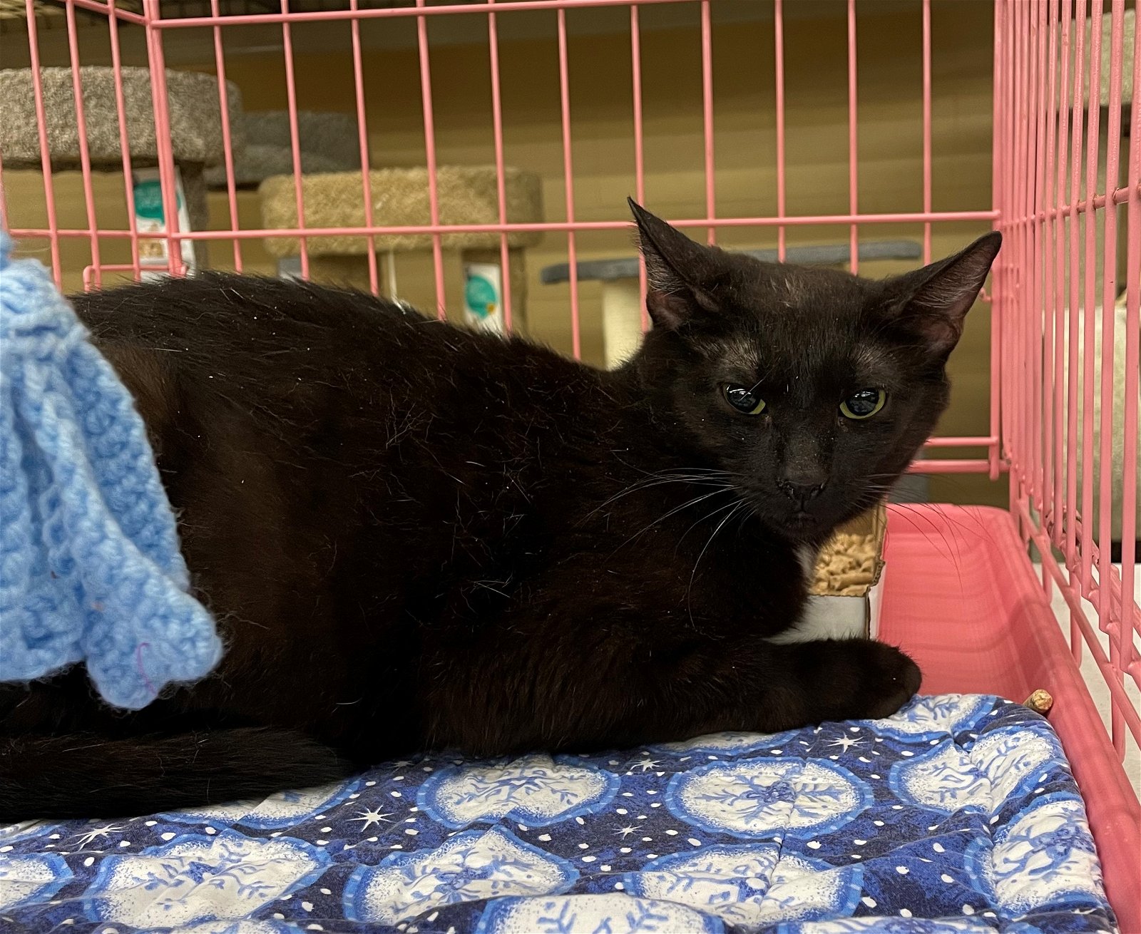 adoptable Cat in Columbia, SC named Kaylen