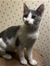 adoptable Cat in columbia, SC named Matilda