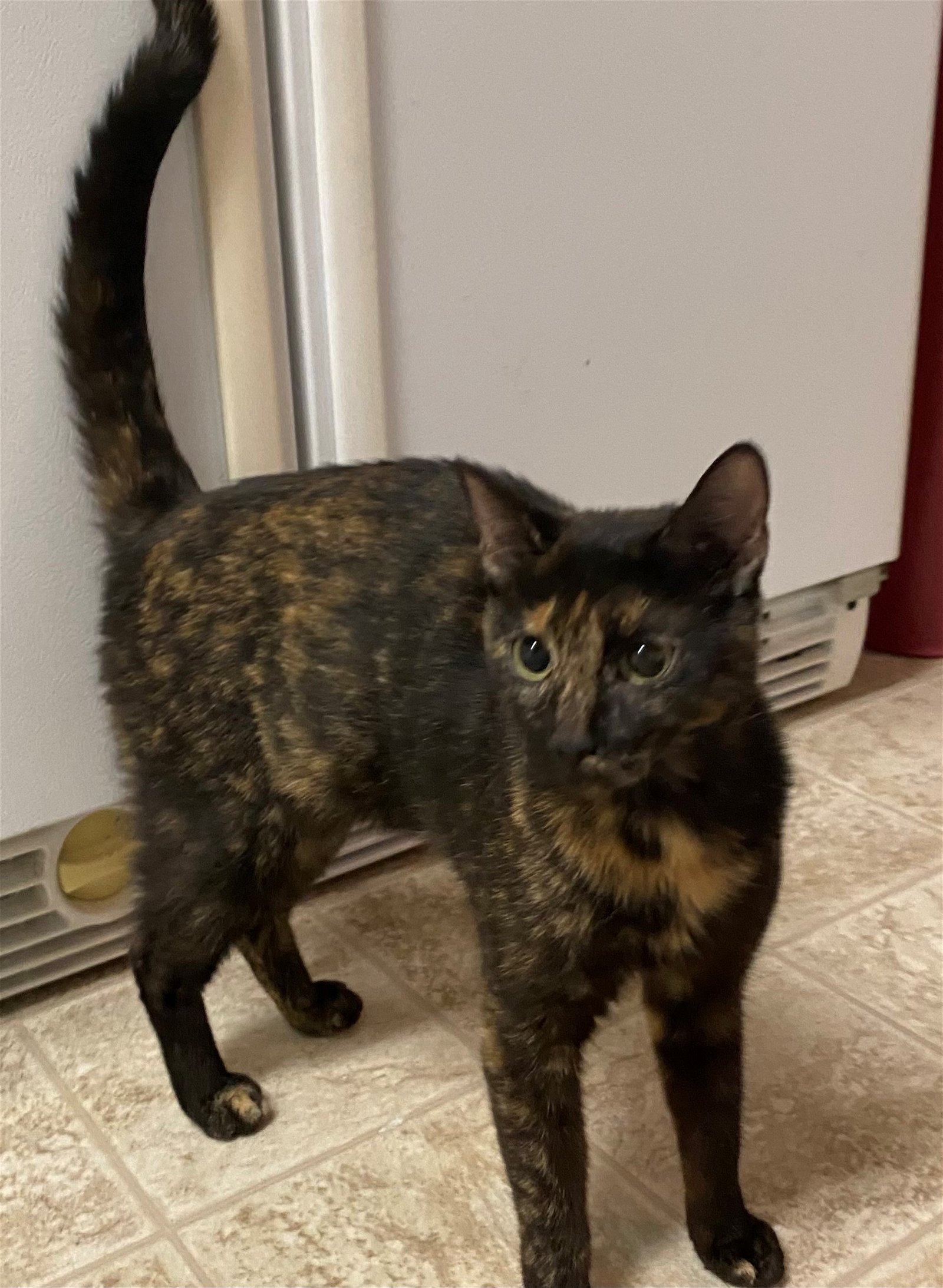adoptable Cat in Columbia, SC named Nicola