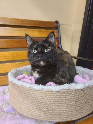 adoptable Cat in Columbia, SC named Tarragon
