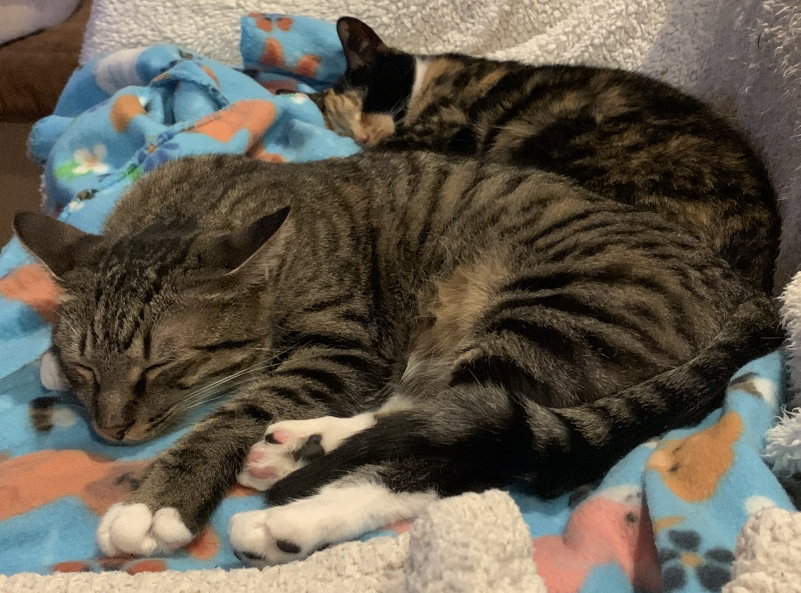 Axle, an adoptable Domestic Short Hair / Tabby / Mixed (short coat)