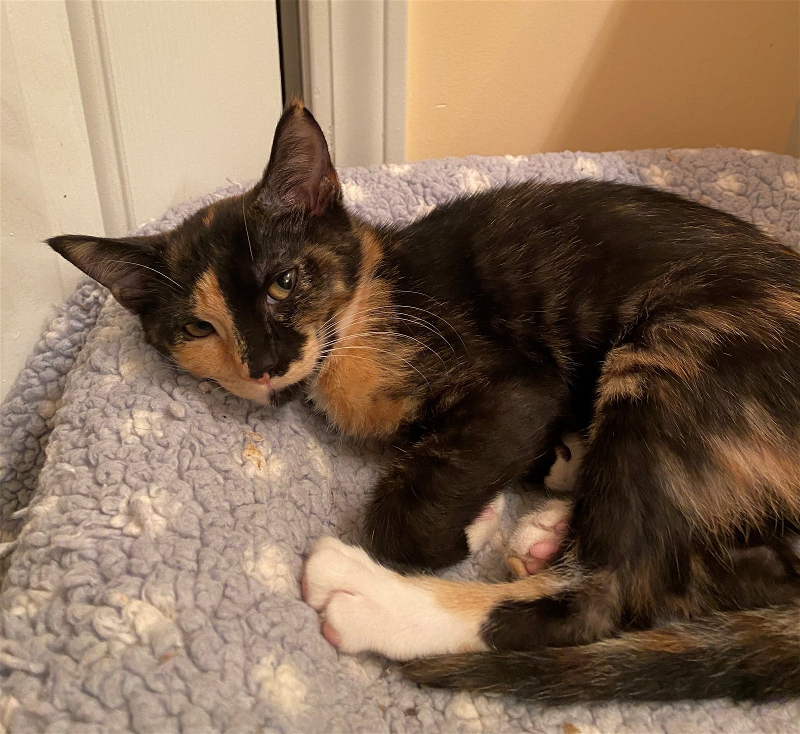 adoptable Cat in Columbia, SC named Moriah