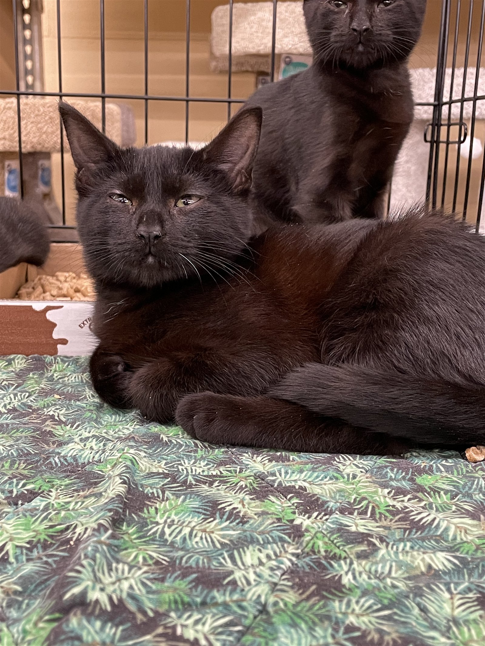 adoptable Cat in Columbia, SC named Obsidian