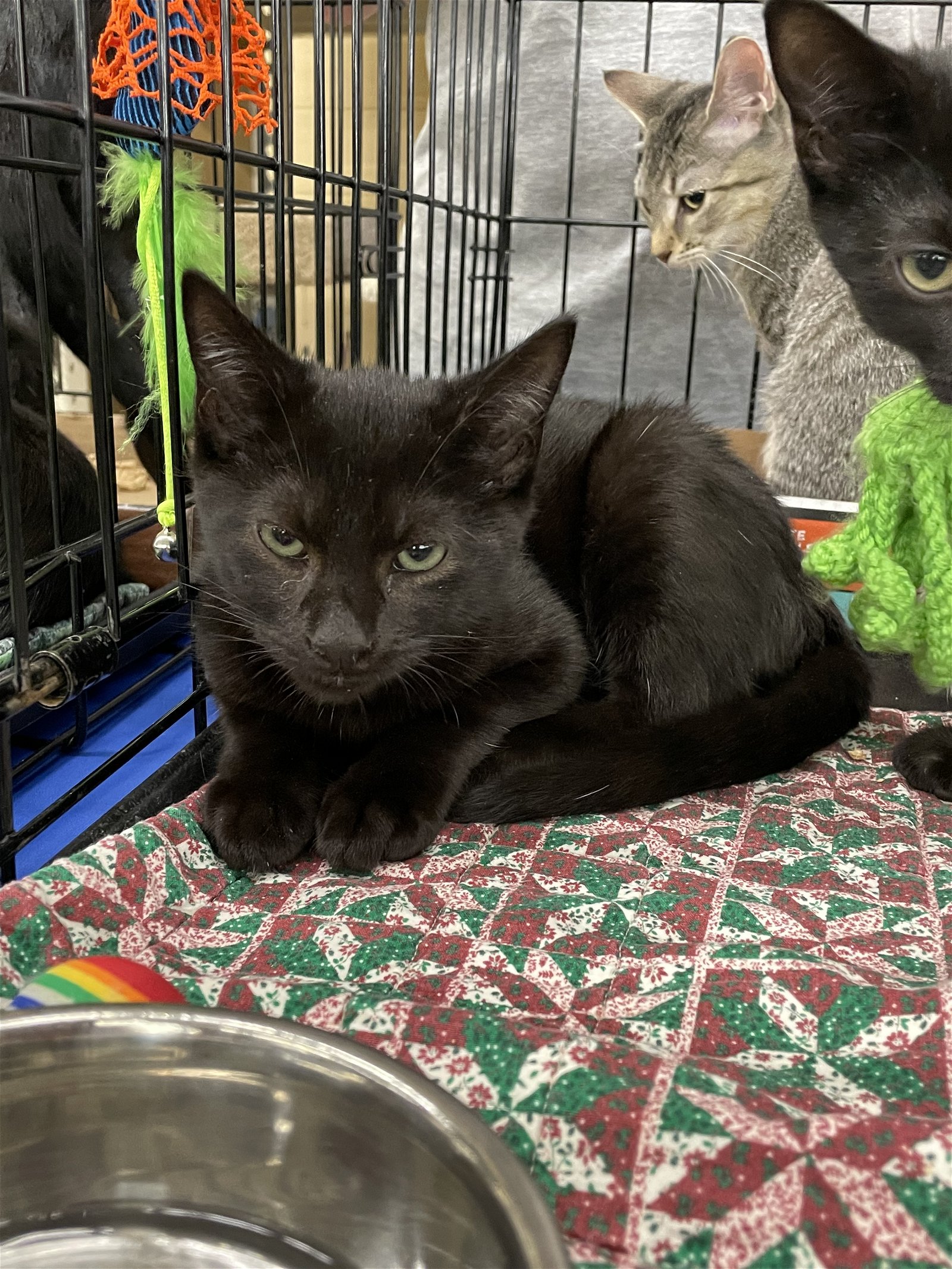 adoptable Cat in Columbia, SC named Bruce