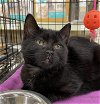 adoptable Cat in columbia, IA named Yennefer
