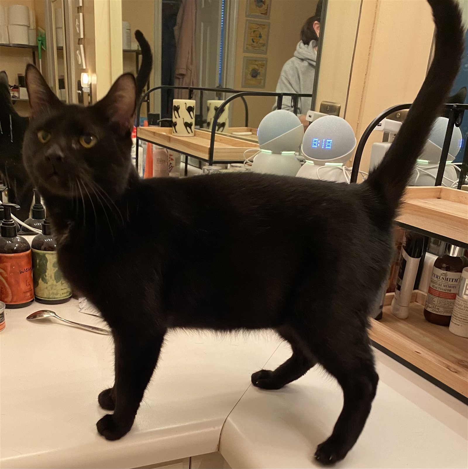 adoptable Cat in Columbia, SC named Olwyn
