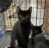 adoptable Cat in columbia, IA named Richie