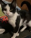 adoptable Cat in columbia, IA named Stevie Ray
