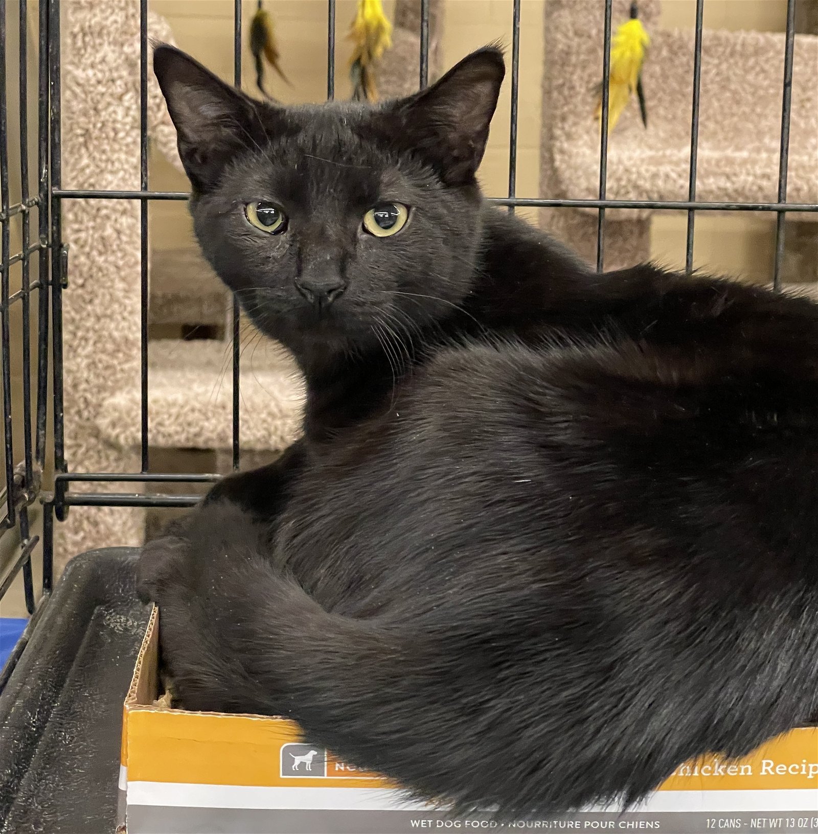 adoptable Cat in Columbia, SC named Genji