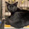 adoptable Cat in columbia, SC named Genji