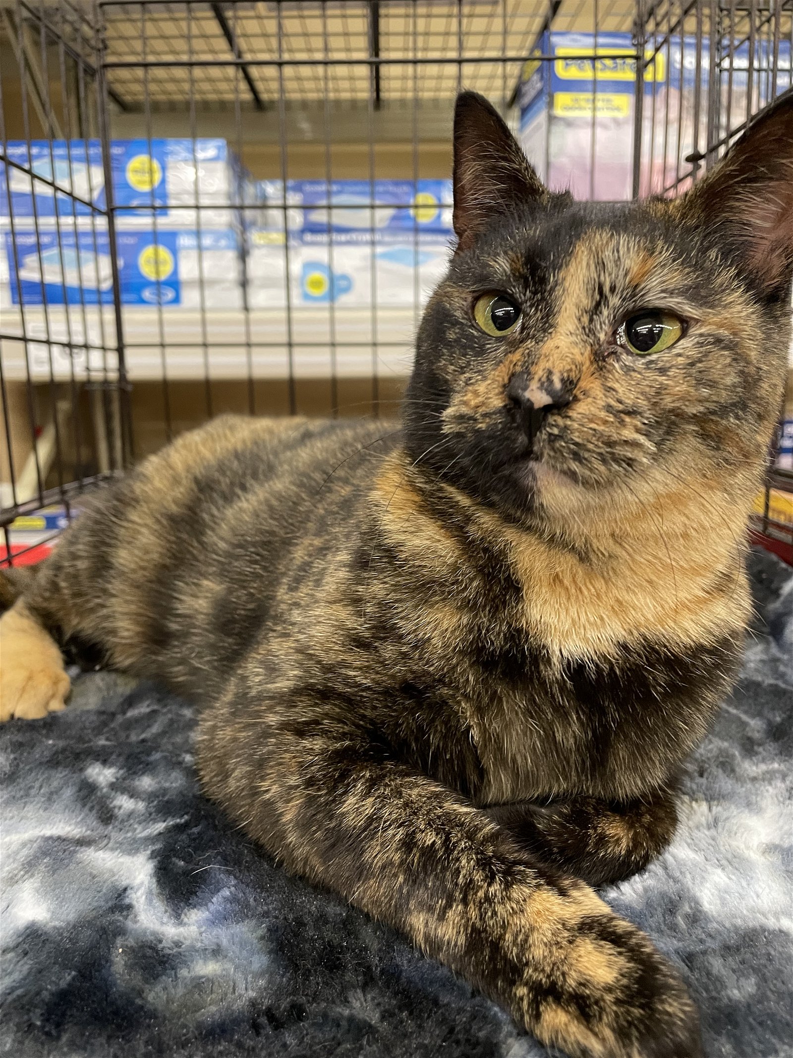 adoptable Cat in Columbia, SC named Kahlua