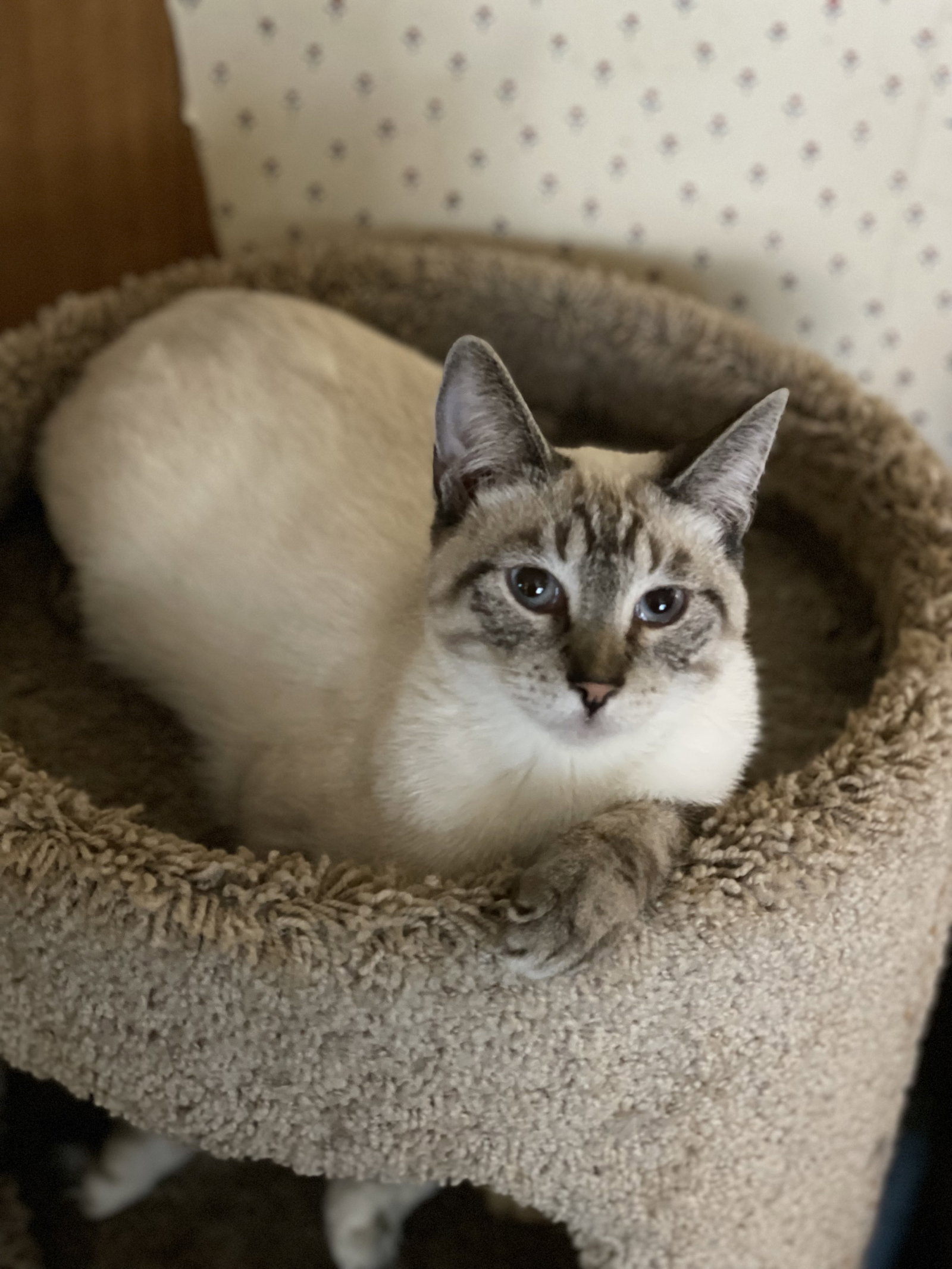 Cats for Adoption in Aiken, South Carolina Alpha Paw