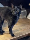 adoptable Cat in columbia, SC named Hershey