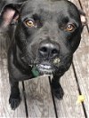 adoptable Dog in columbia, SC named Kenny