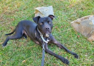 Kenny, an adoptable Pit Bull Terrier (short coat)