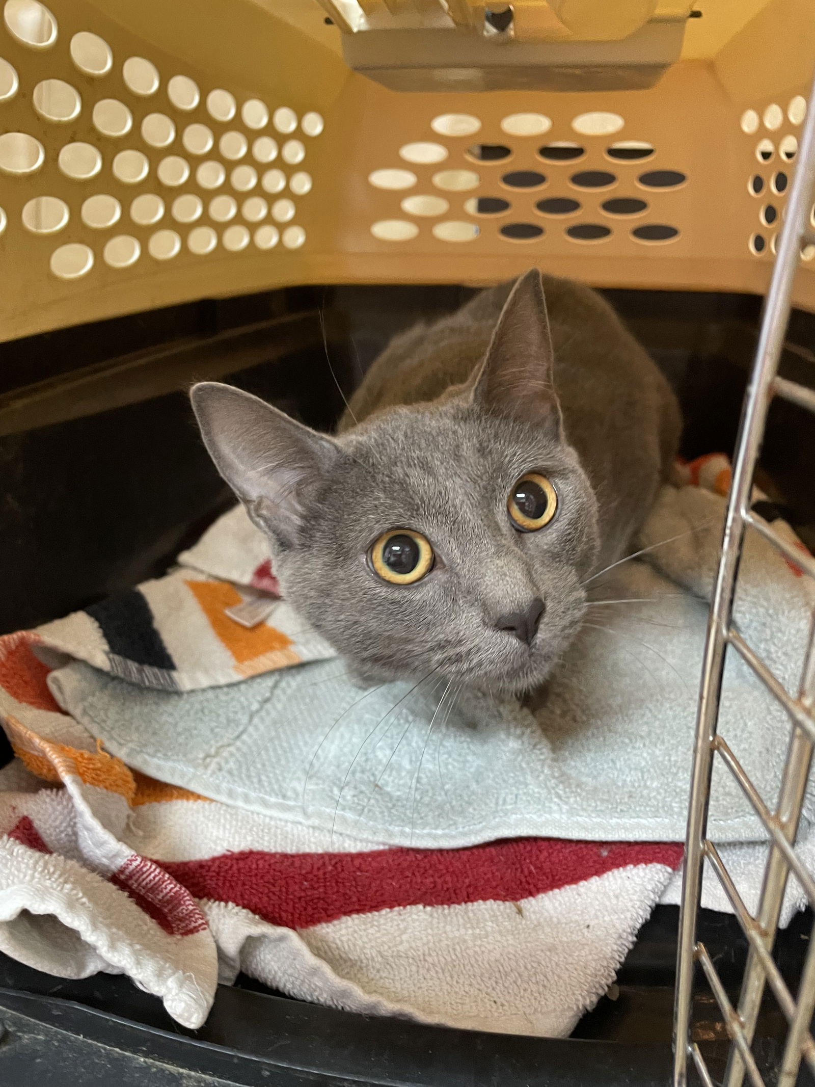 adoptable Cat in Columbia, SC named Mary Ellen