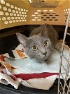 adoptable Cat in columbia, SC named Mary Ellen