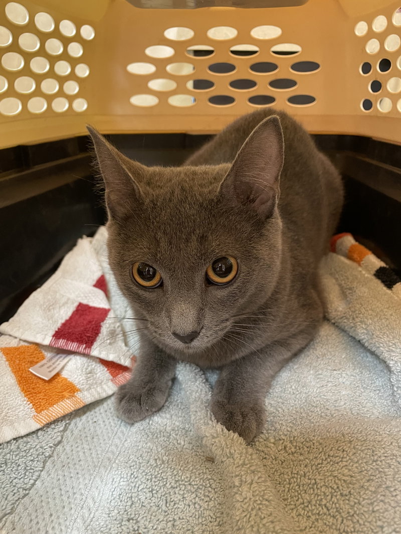 Mary Ellen, an adoptable Domestic Short Hair / Russian Blue / Mixed (short coat)