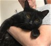 adoptable Cat in columbia, IA named Billie Jean