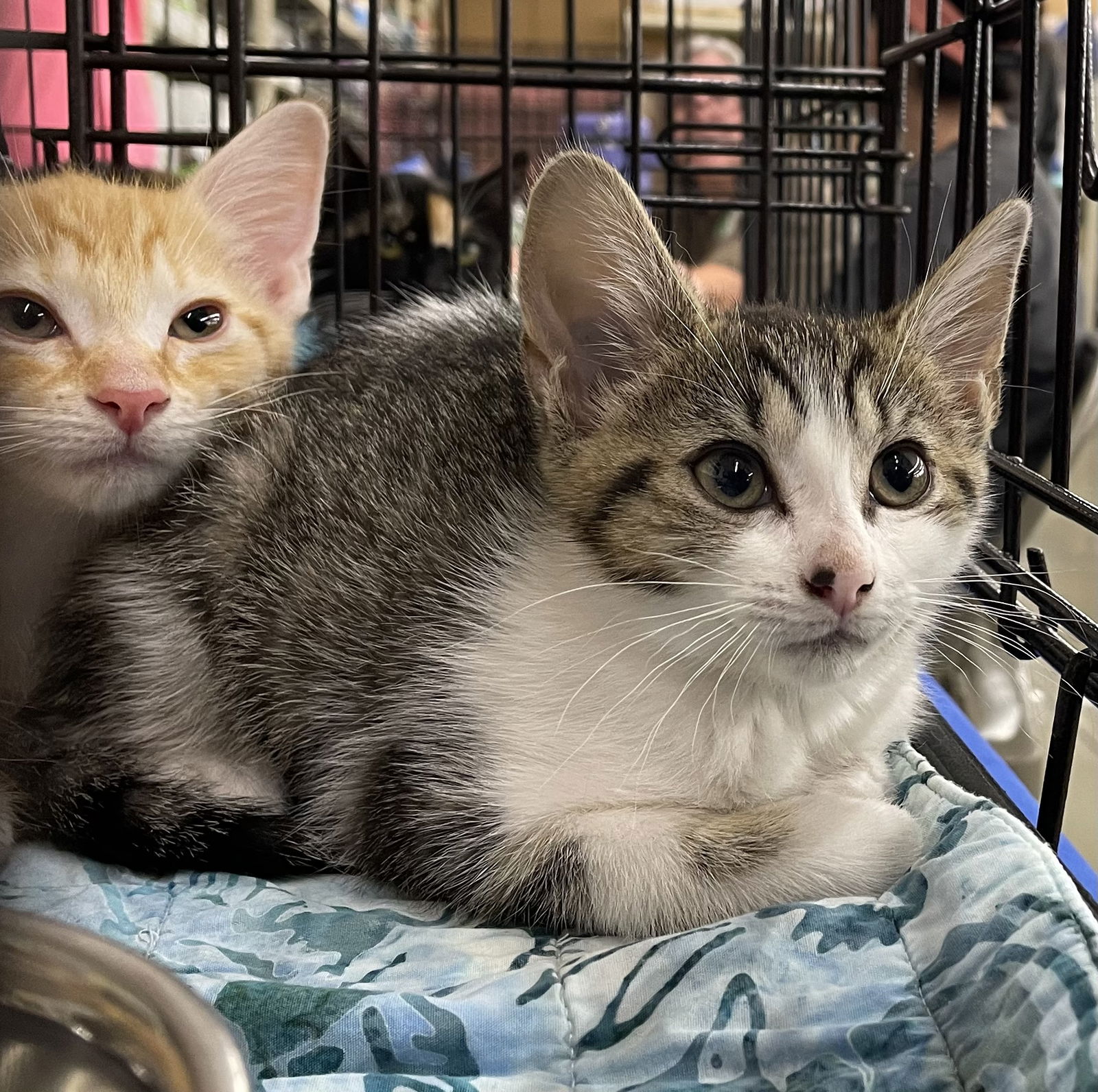 adoptable Cat in Columbia, SC named Carli