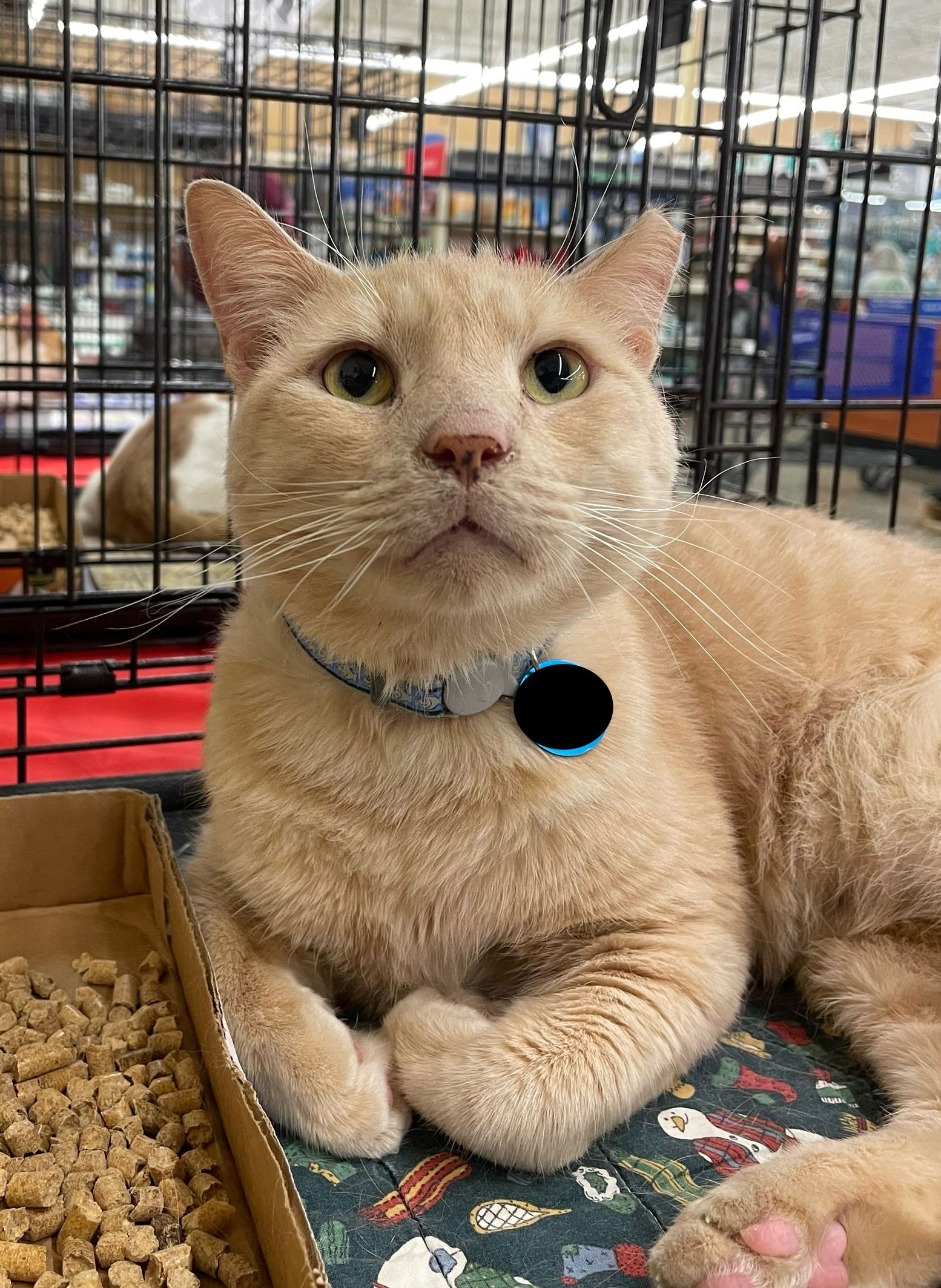 adoptable Cat in Columbia, SC named Buddy