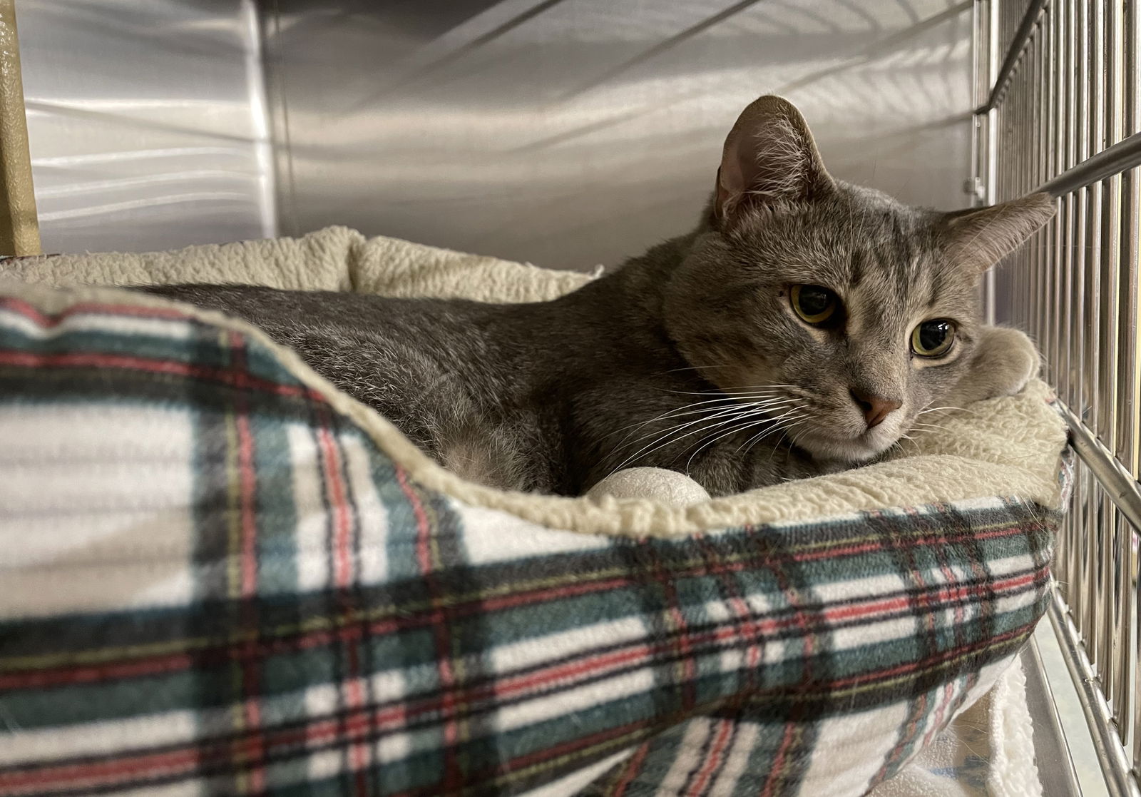 adoptable Cat in Columbia, SC named Guapo