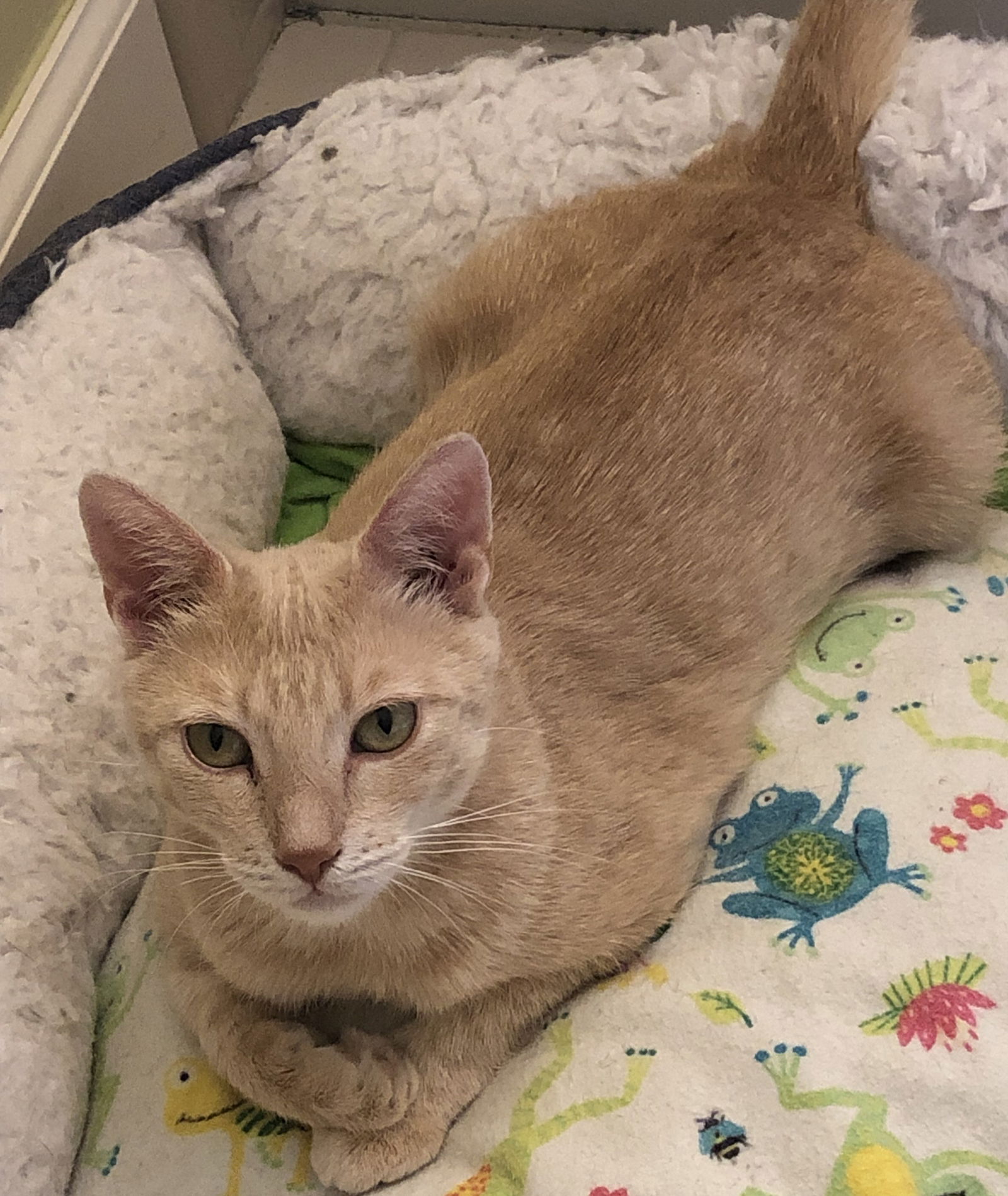 adoptable Cat in Columbia, SC named Miranda