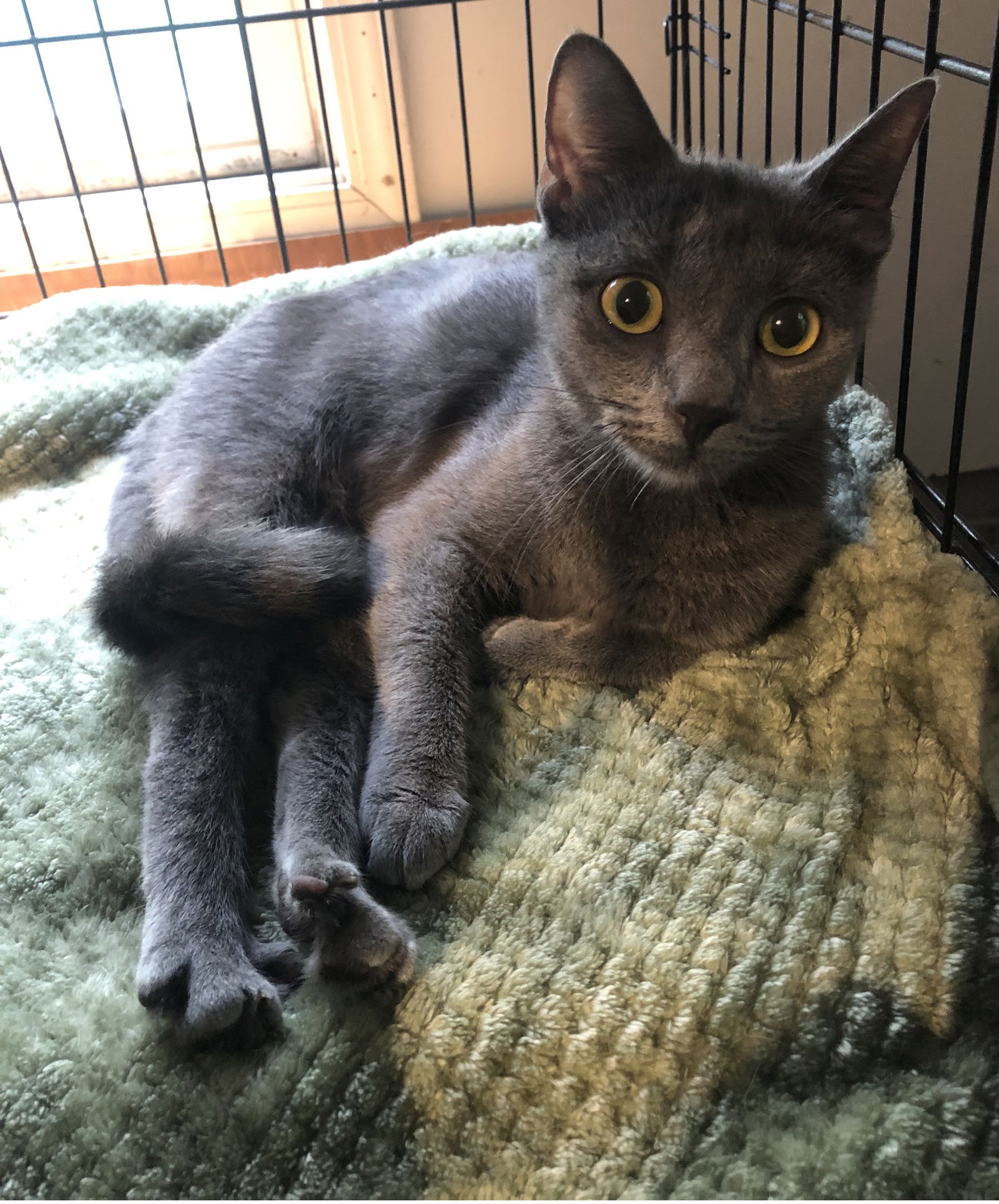 adoptable Cat in Columbia, SC named Syrax