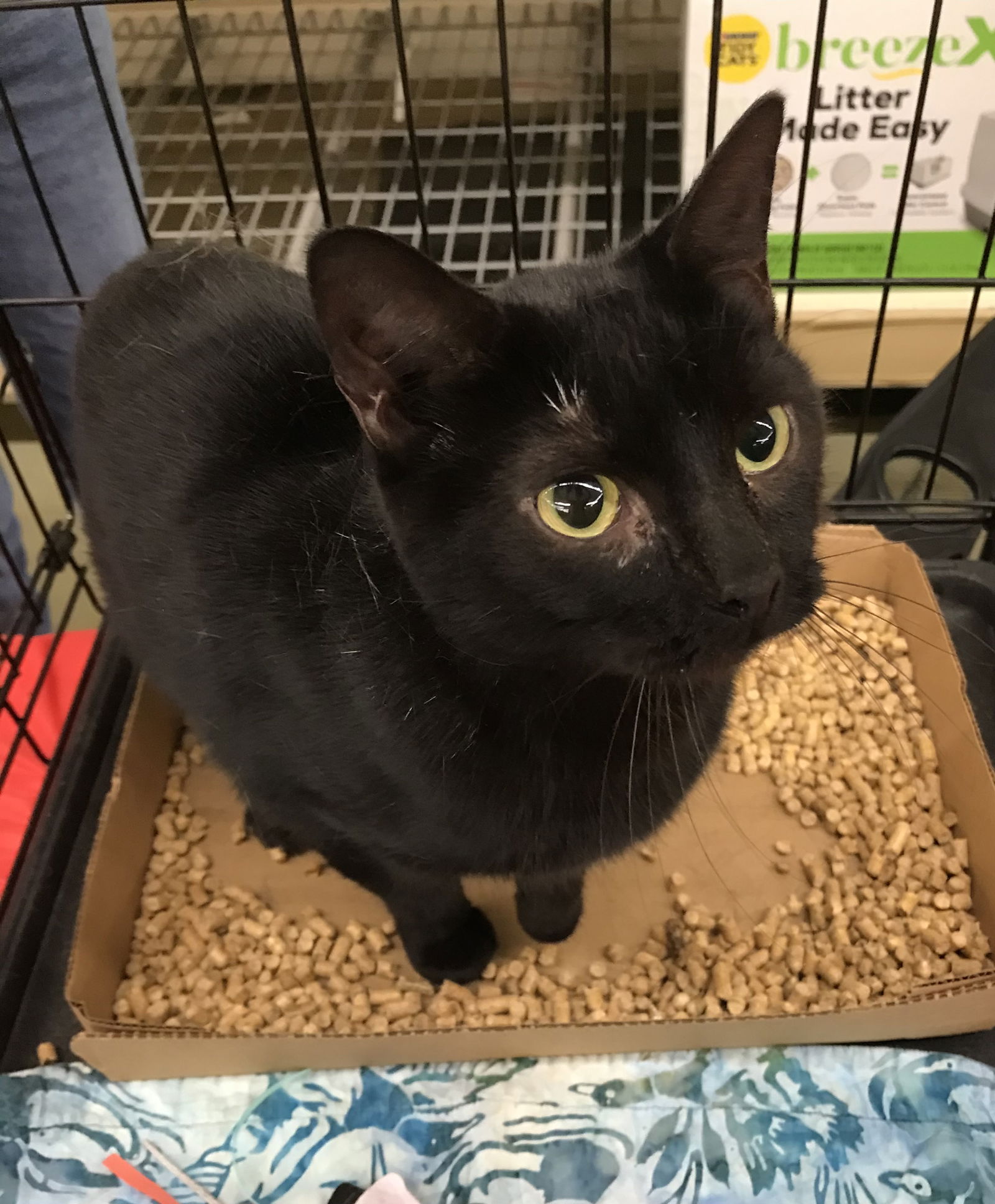 adoptable Cat in Columbia, SC named LaBelle