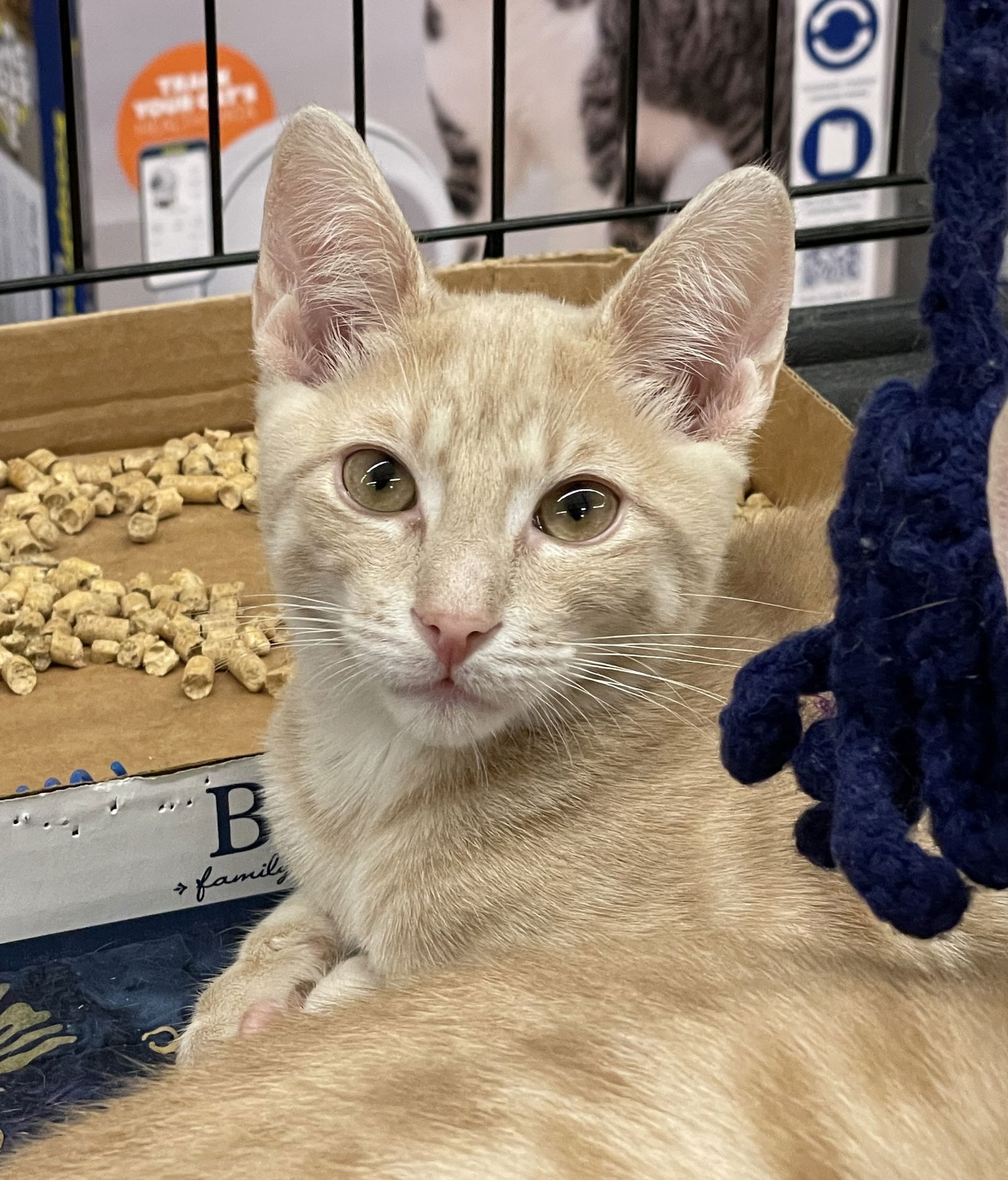 adoptable Cat in Columbia, SC named Trey