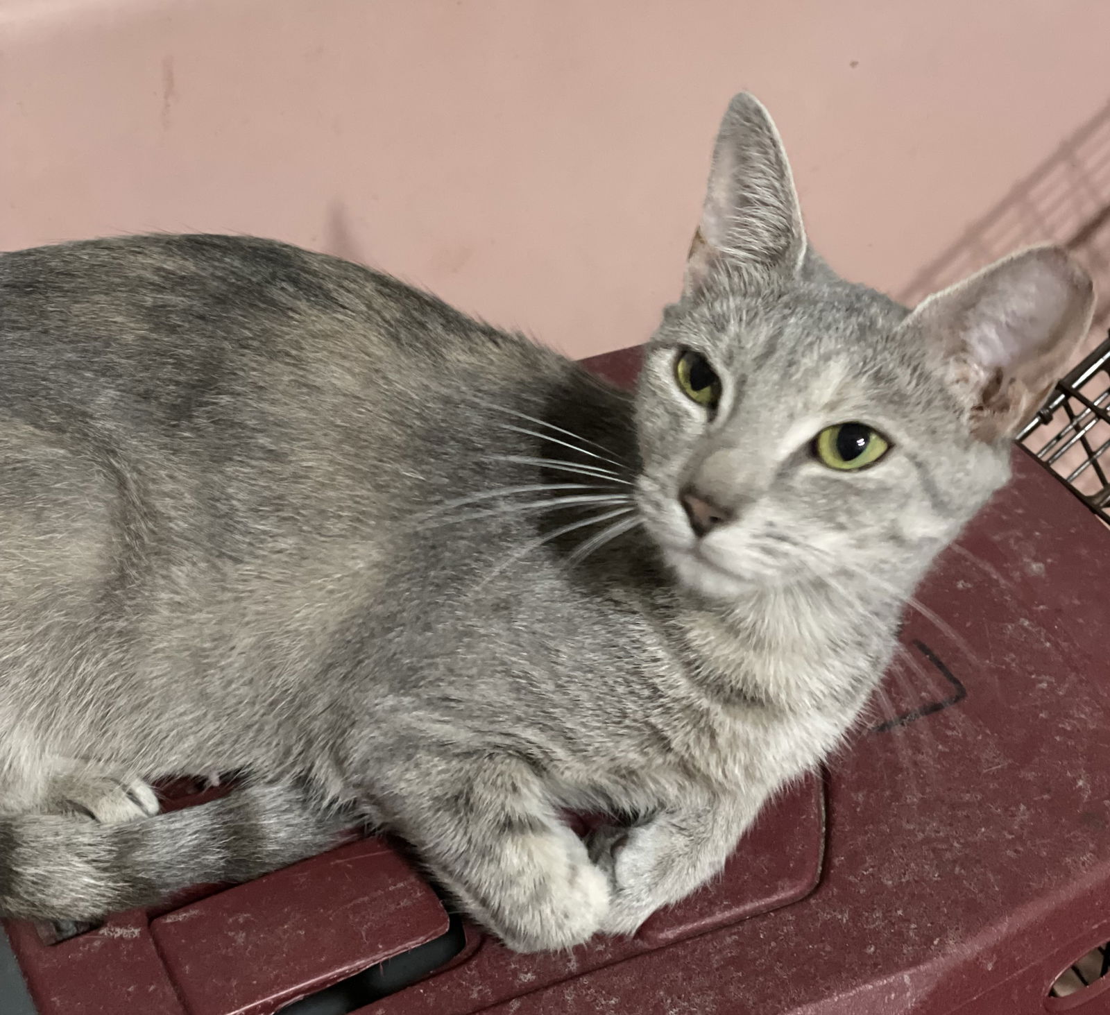 adoptable Cat in Columbia, SC named Serafina