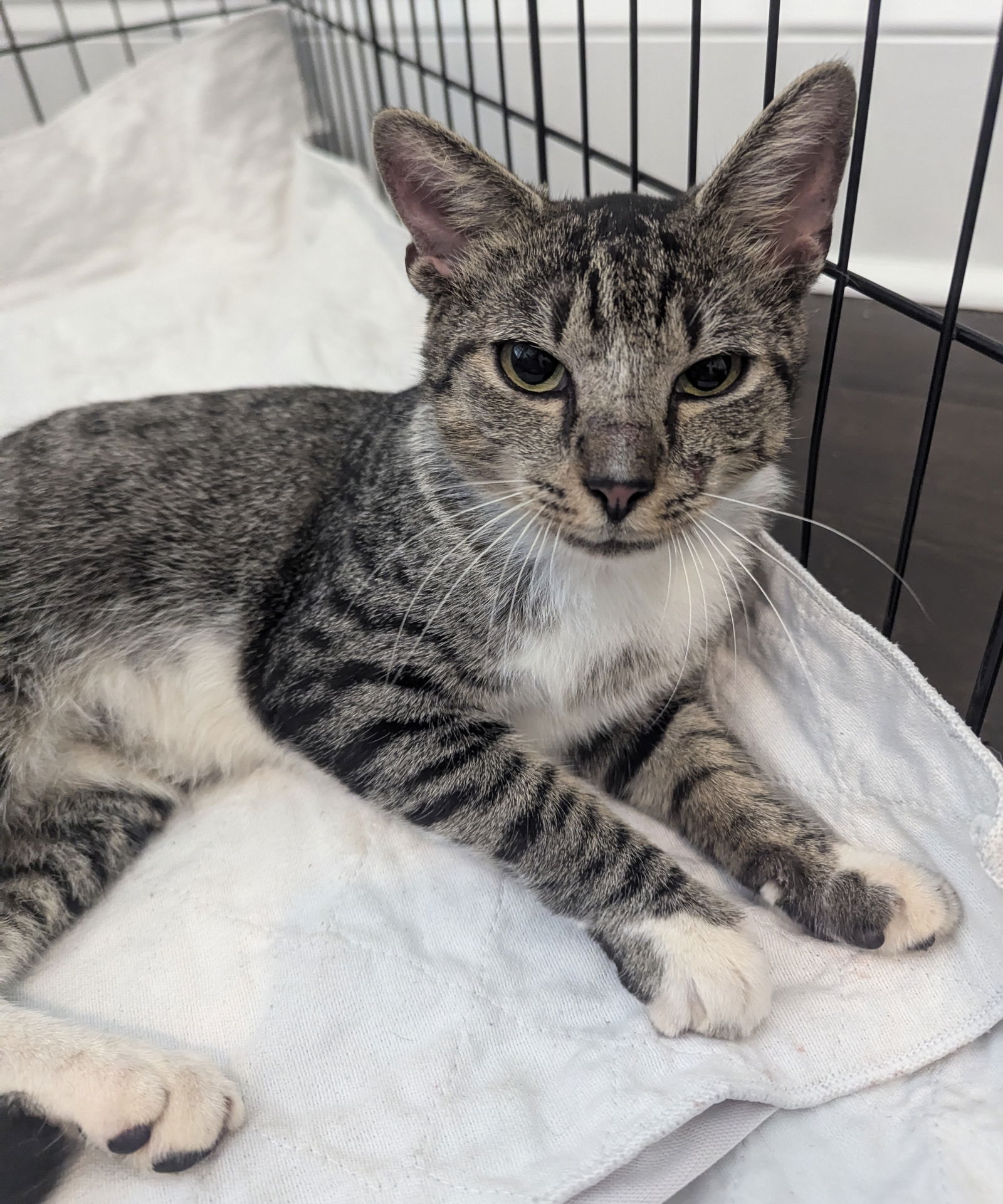 adoptable Cat in Columbia, SC named Colt