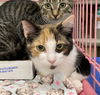 adoptable Cat in , SC named Guinevere