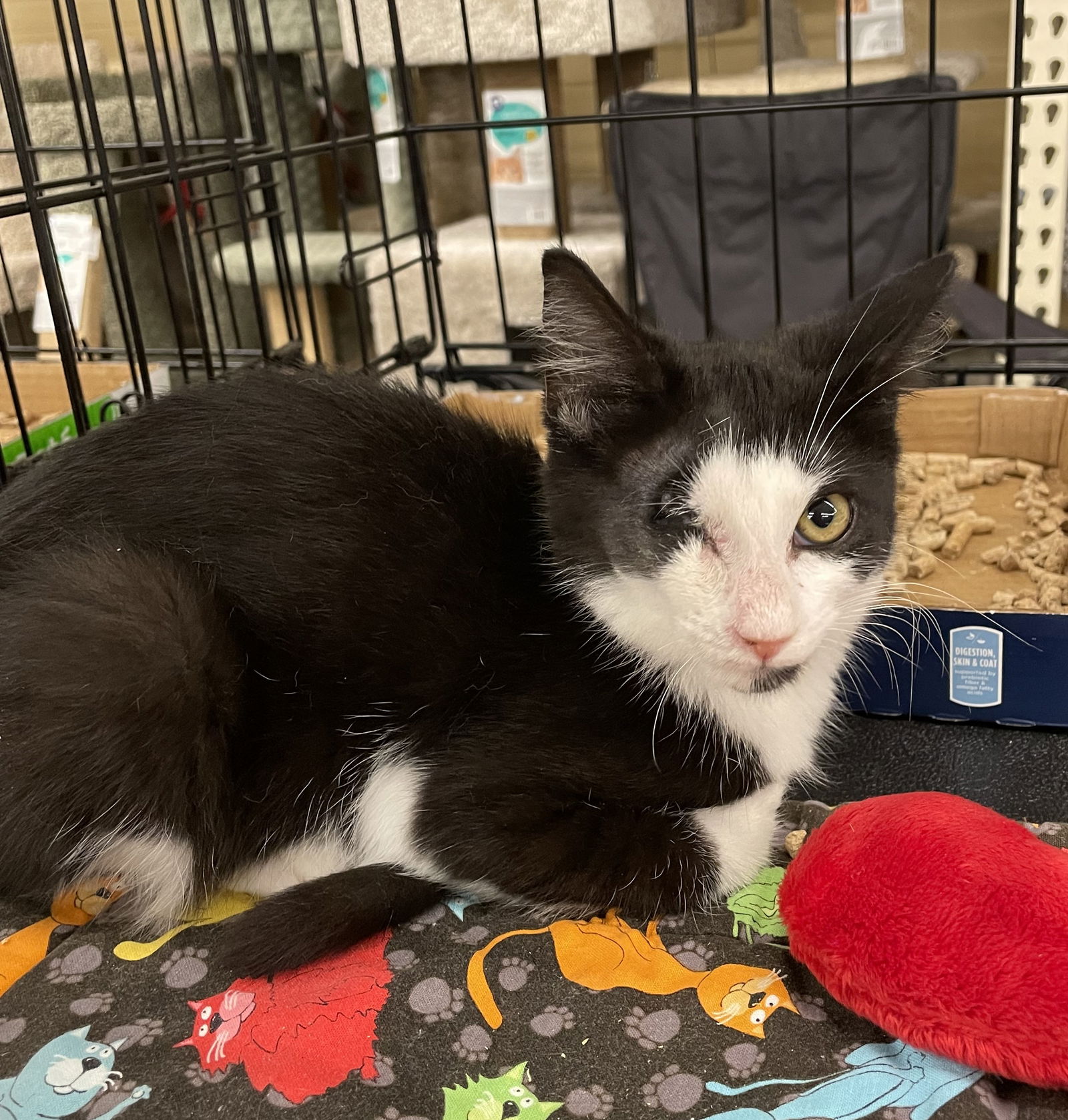 adoptable Cat in Columbia, SC named Chaucer