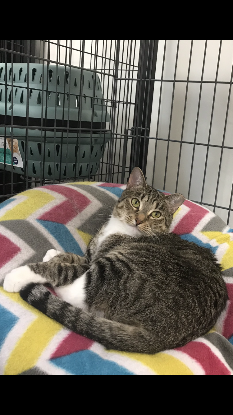 Nance, an adoptable Domestic Short Hair / Tabby / Mixed (short coat)