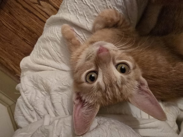 Sahara
