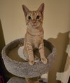 Sahara