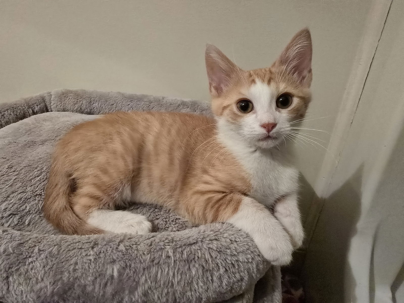 adoptable Cat in Columbia, SC named Kipling